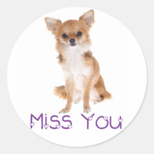 Sticker Rond Miss Chihuahua Chiot Puppy Penser que tu aimes