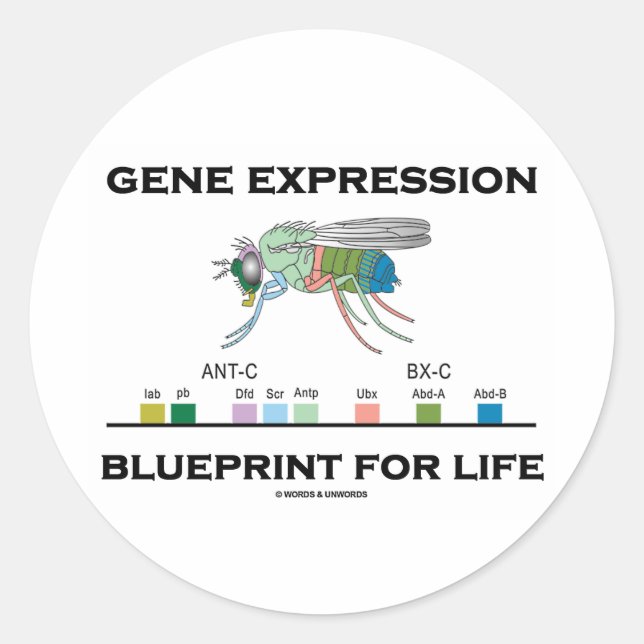 Sticker Rond Modèle D'Expression Génétique Pour Les Gènes Homéo (Devant)