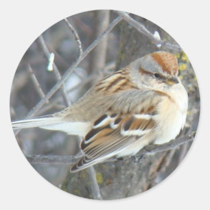 Sticker Rond Moineau domestique B24