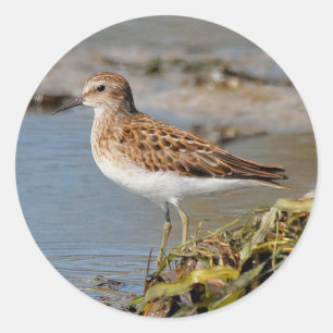 Sticker Rond Moins de Sandpiper sur les boudflats