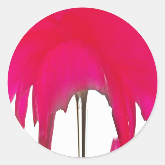 Sticker Rond Moment capturé : Une Élégance Pétale Rose Rouge (Devant)