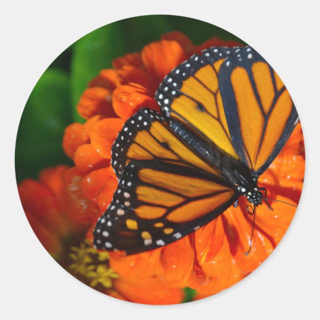 Sticker Rond Monarque (Devant)