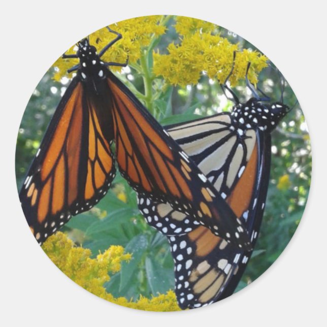 Sticker Rond Monarque Butterflies (Devant)