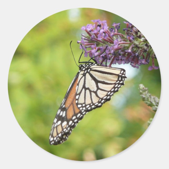 Sticker Rond Monarque sur Buddleia (Devant)