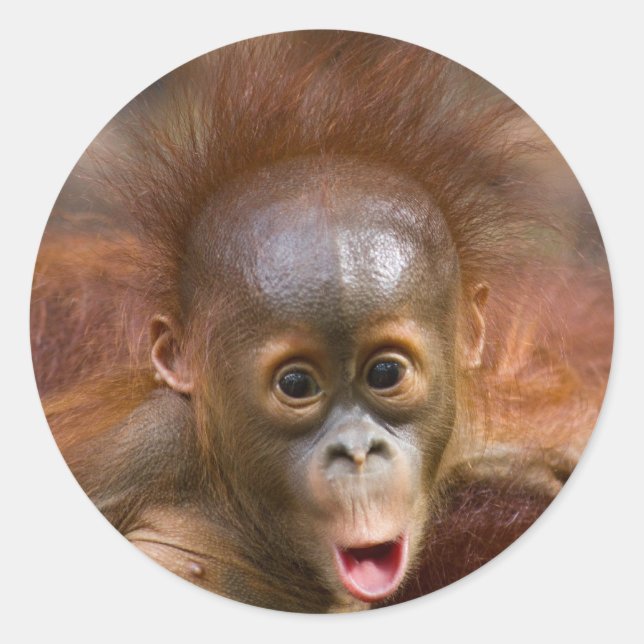 Sticker Rond Monkey business 1 (Devant)