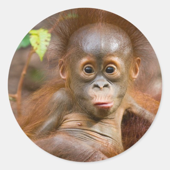 Sticker Rond Monkey business 3 (Devant)