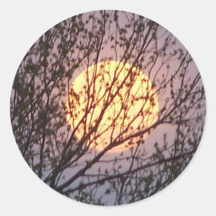 Sticker Rond moontree