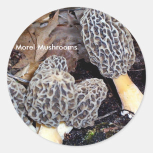 Sticker Rond Morelles grises, champignons de morelle