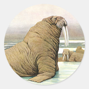 Sticker Rond Morse vintage sur un iceberg dans l'Arctique, Anim