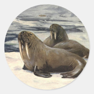 Sticker Rond Morses dans la neige arctique, animal marin vintag