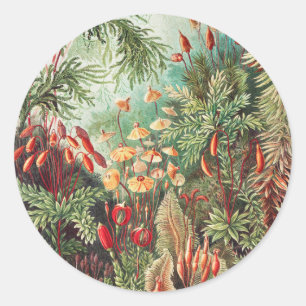 Sticker Rond Mosses, Muscinae Laubmoose par Ernst Haeckel