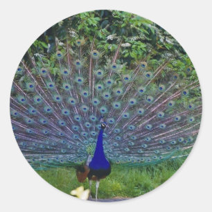 Sticker Rond Motif Coloré Oiseau Paon Art Indien Destinée