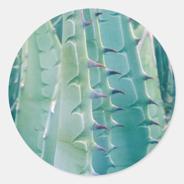 Sticker Rond Motifs d'une plante d'Agave (Devant)