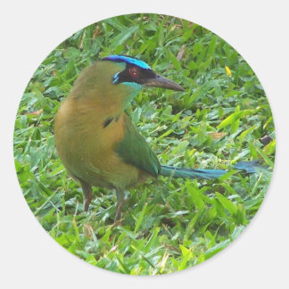 Sticker Rond Motmot à tête bleue