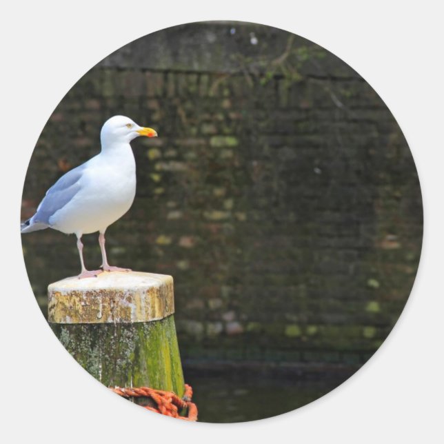 Sticker Rond Mouette (Devant)