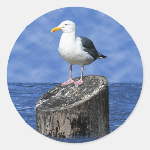 STICKER ROND MOUETTE