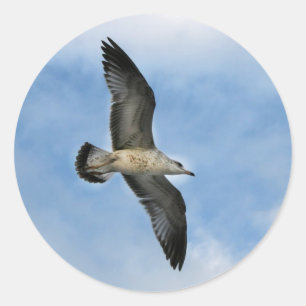 Sticker Rond Mouette de Floride volant contre ciel bleu