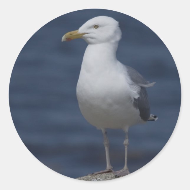 Sticker Rond Mouette sur rocher (Devant)
