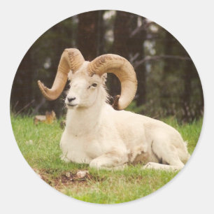 Sticker Rond Mouflons d'Amérique