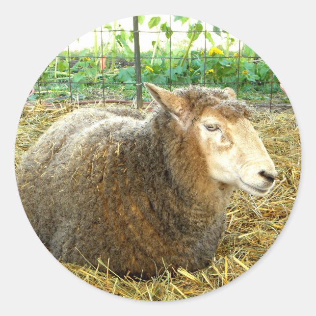 Sticker Rond Mouton à pâte feuilletée (Devant)