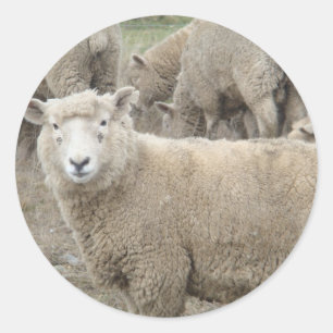 Sticker Rond Mouton curieux
