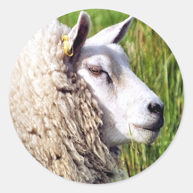 STICKER ROND MOUTON MIGNON (Devant)
