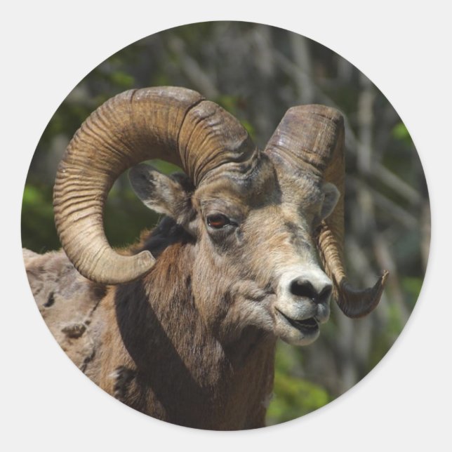 Sticker Rond Mouton noir des Rocheuses (Devant)