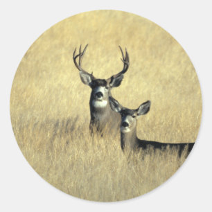 Sticker Rond Mule Deer Buck - Do