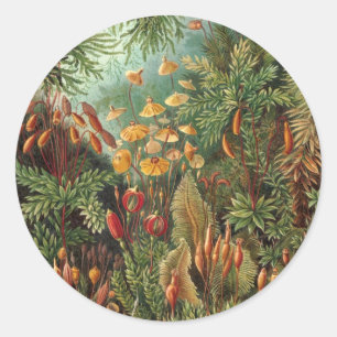 Sticker Rond Muscinae vintage, Plantes de la mousse par Ernst H