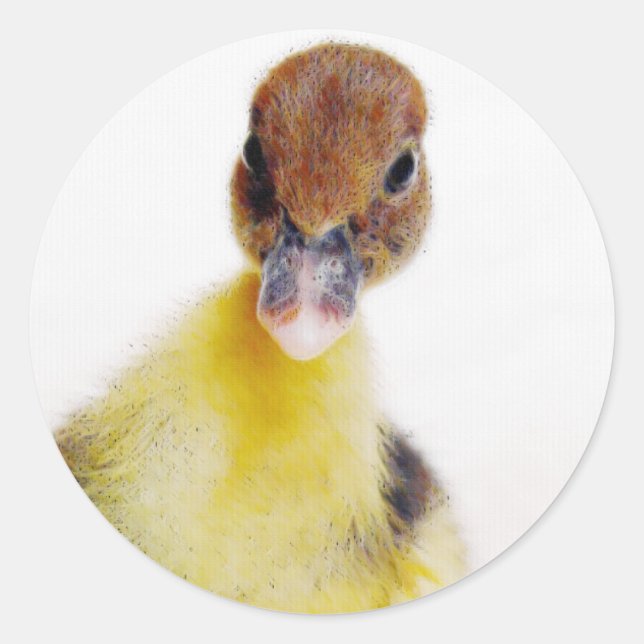 Sticker Rond Muscovy Duckling (Devant)