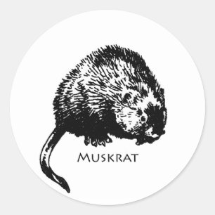 Sticker Rond Muskrat (illustration)