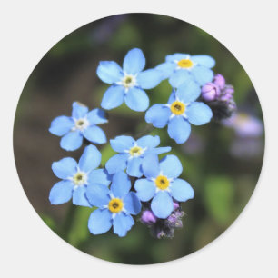 Sticker Rond Myosotis