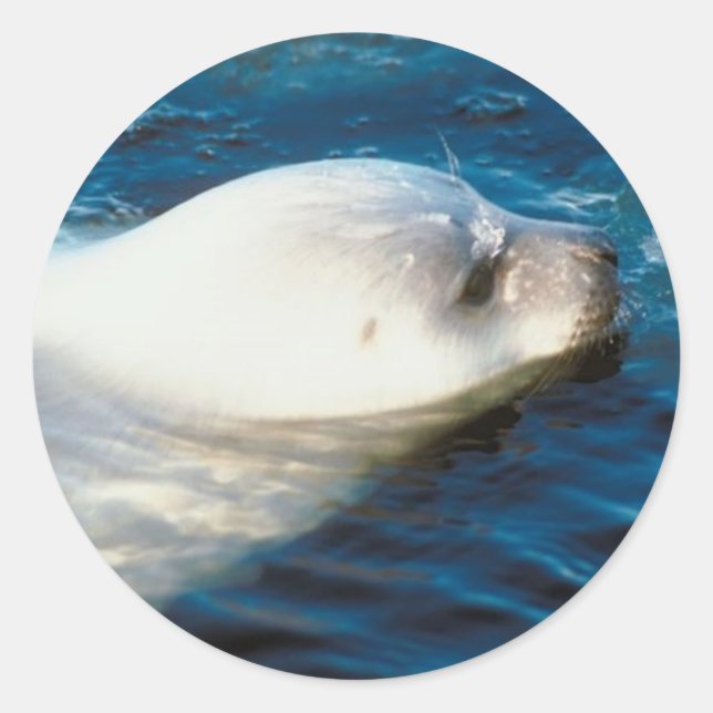 Sticker Rond Natation des phoques (Devant)