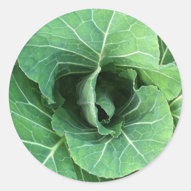 Sticker Rond Nature Cabbage vert (Devant)