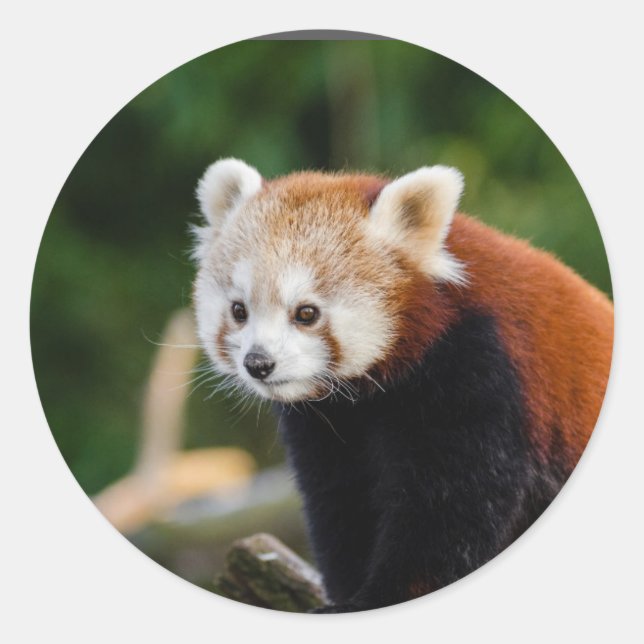 Sticker Rond Nature du Panda roux (Devant)