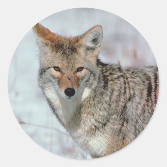 Sticker Rond Nature hivernale (Devant)