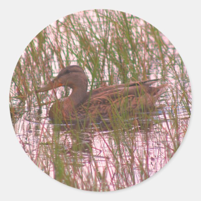 Sticker Rond Nature sauvage du canard Brown (Devant)
