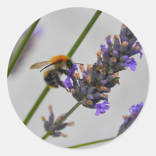 Sticker Rond Natures de merveilleux travailleurs (Devant)