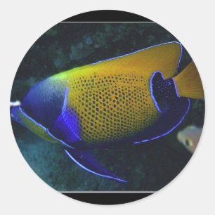 Sticker Rond Navarchus