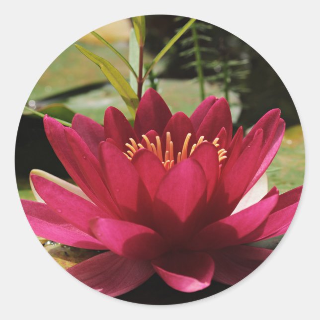 Sticker Rond Nénuphar floral rose fuchsia (Devant)