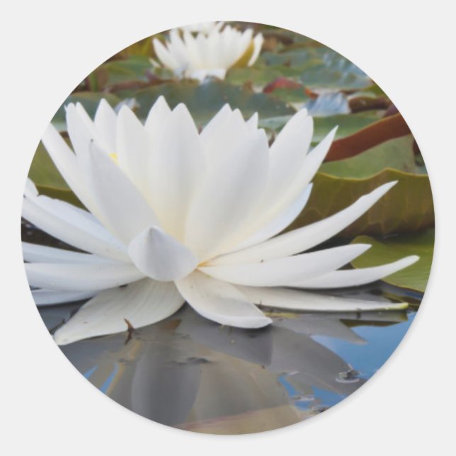Sticker Rond Nénuphar odorant (Nymphaea Odorata) sur Caddo (Devant)