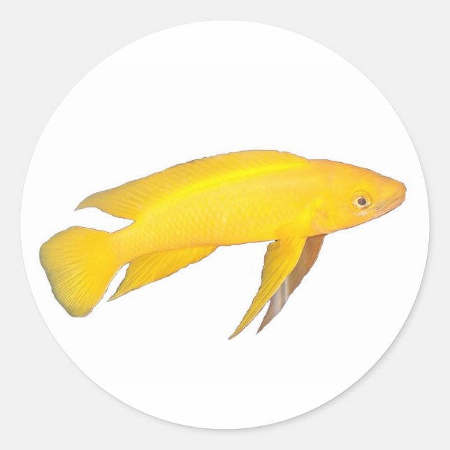 Sticker Rond Neolamprologus leleupi (Devant)