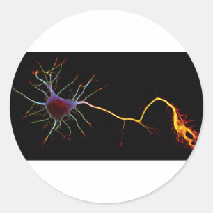 Sticker Rond Neuroscience, neuron, science