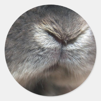 Sticker Rond Nez de lapin