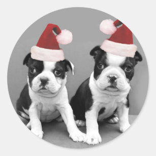 Sticker Rond Noël Boston Terriers