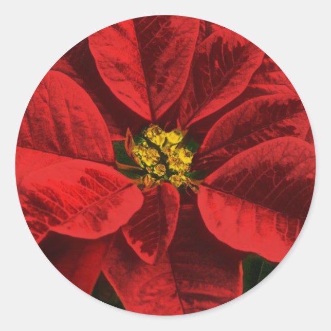 Sticker Rond Noël et Fêtes de Poinsettia (Devant)