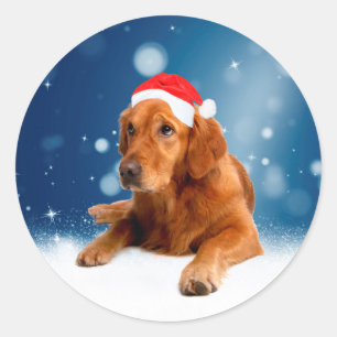 Sticker Rond Noël Mignonne Golden Retriever Chien Santa Hat Nei