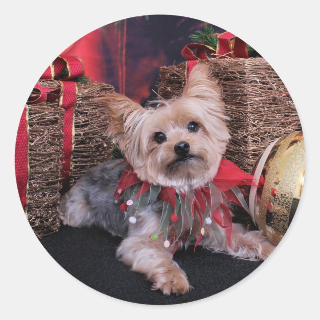 Sticker Rond Noël - Yorkshire Terrier - Vinnie (Devant)