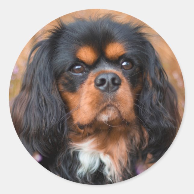 Sticker Rond Noir et Tan Cavalier King Charles Spaniel Chien (Devant)