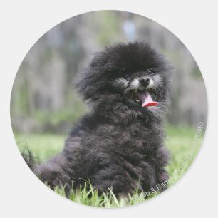 Sticker Rond Noir Pomeranian